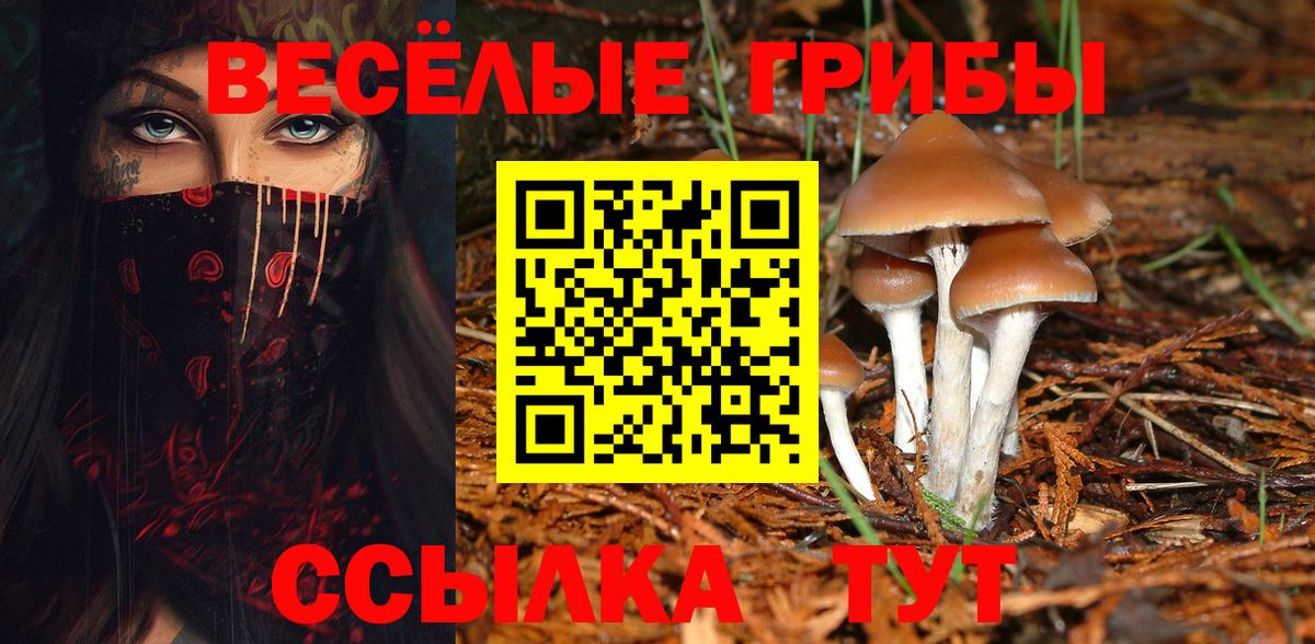 Псилоцибиновые грибы Psilocybe Усть-Джегута